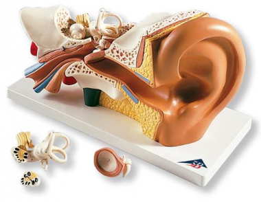 Audífonos y corrección de los trastornos del equilibrio