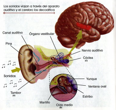 El cerebro de los ancianos activa más ciertas regiones para oír mejor en ambientes ruidosos